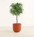 Ficus Alii