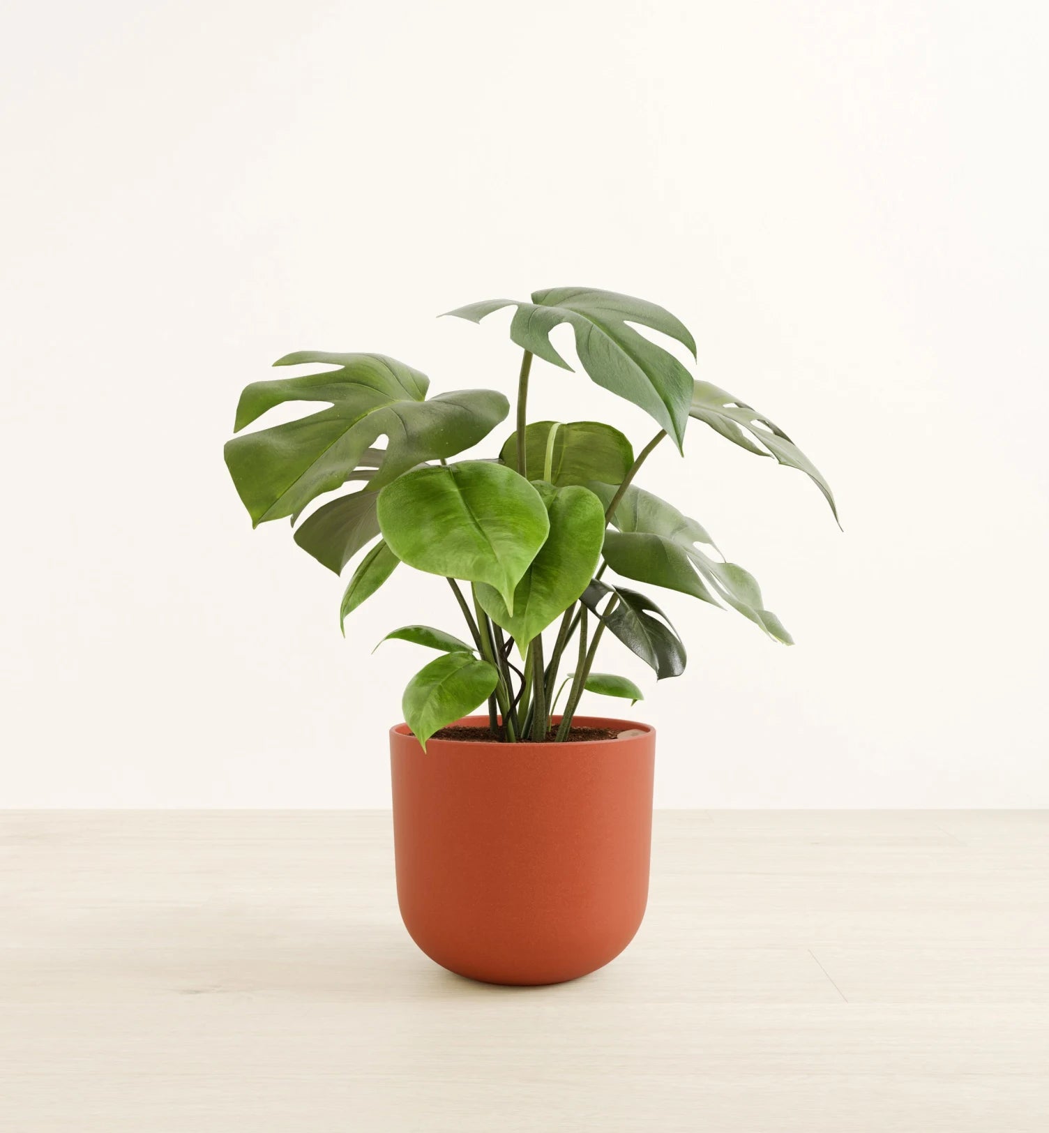 Monstera Deliciosa